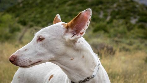 venta de podencos ibicencos en valencia|Venta de cachorros de Podenco Ibicenco. Guía de criadores de。